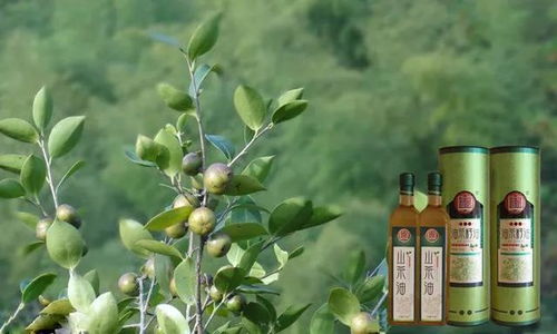 游田林,品美食,感受溫暖與喜悅